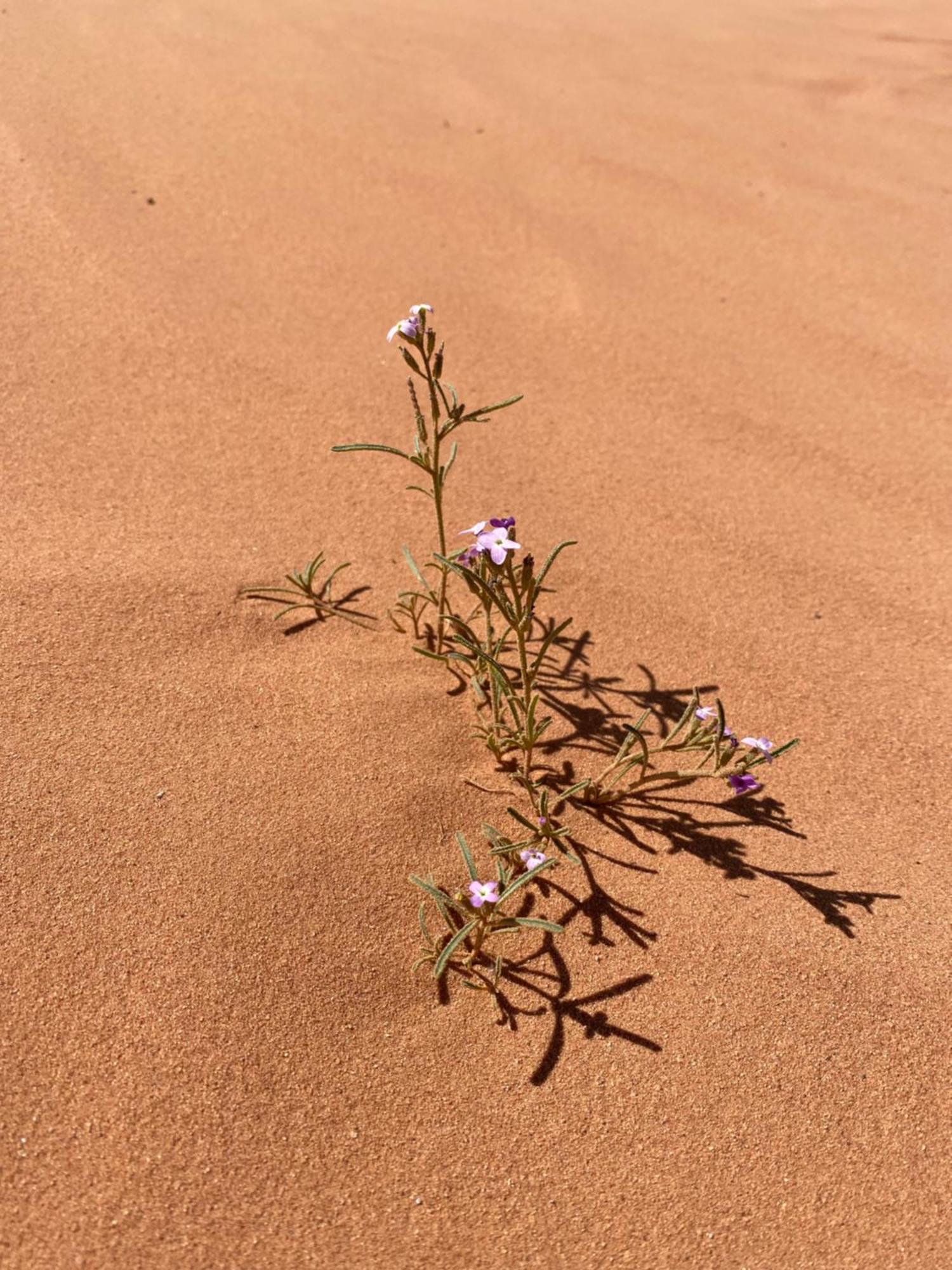 Desert'S Soul Wadi Rum Ad Disah Экстерьер фото
