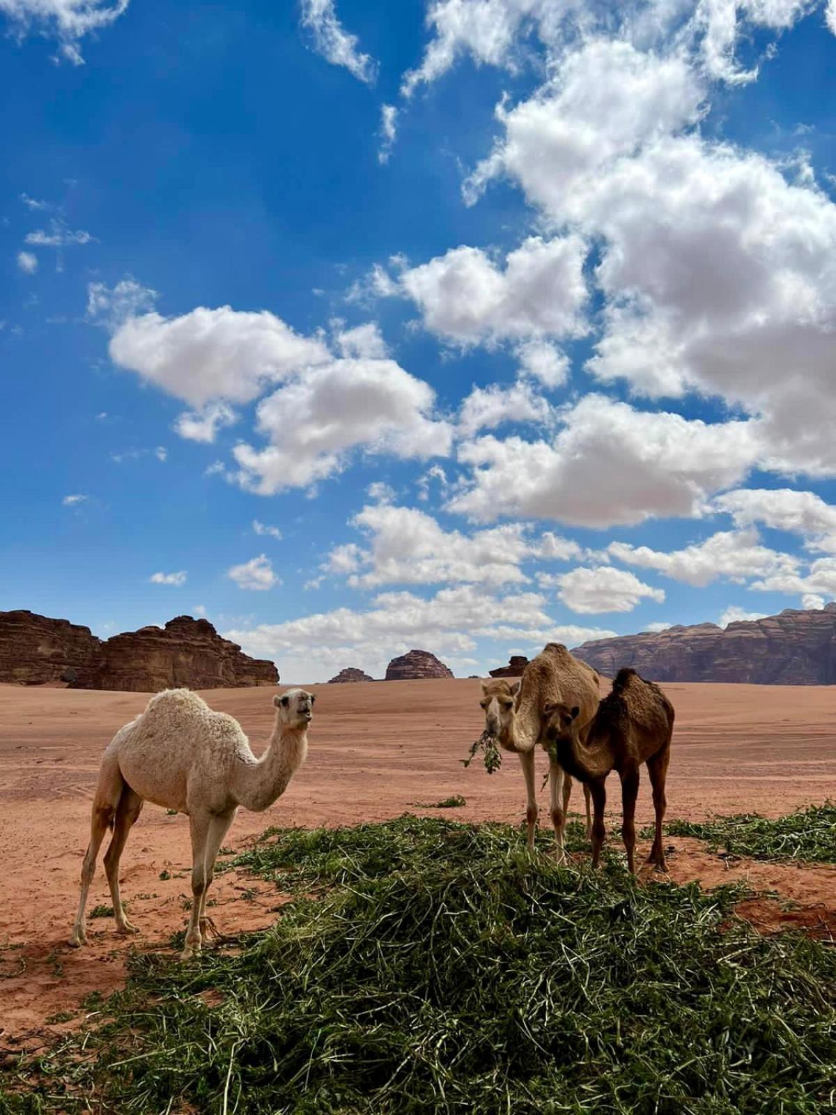 Desert'S Soul Wadi Rum Ad Disah Экстерьер фото