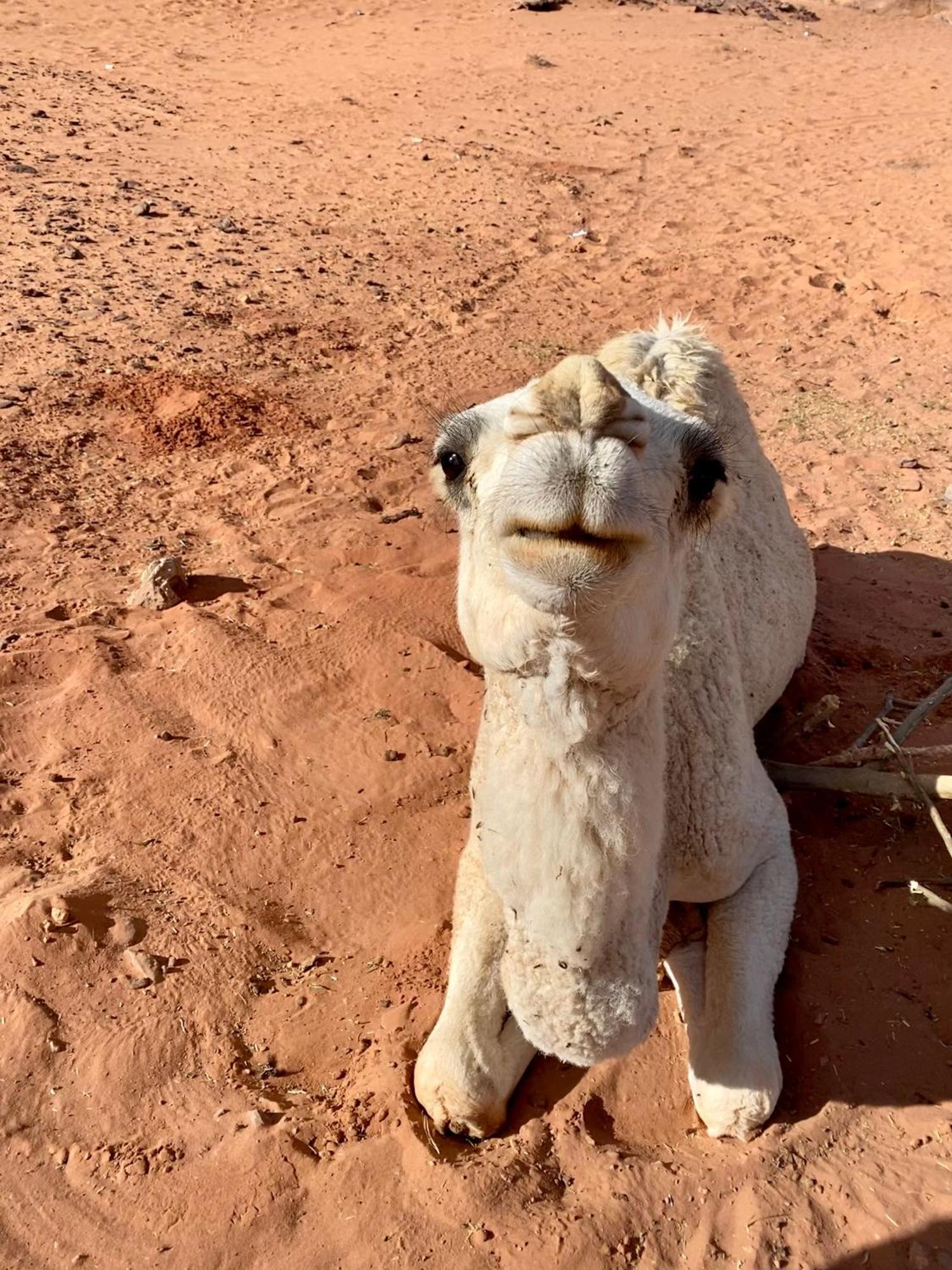Desert'S Soul Wadi Rum Ad Disah Экстерьер фото